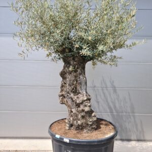 Olijfboom bonsai 285L