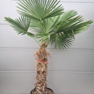 Trachycarpus Fortunei stam 80/100