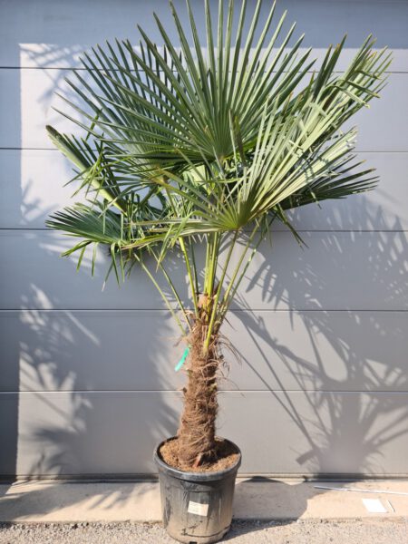Palm groot