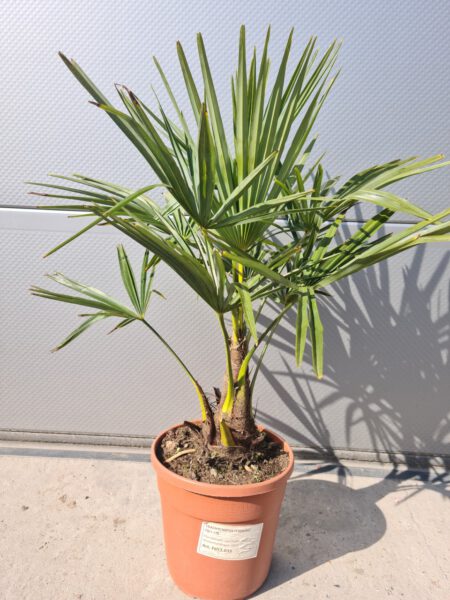 Palm klein