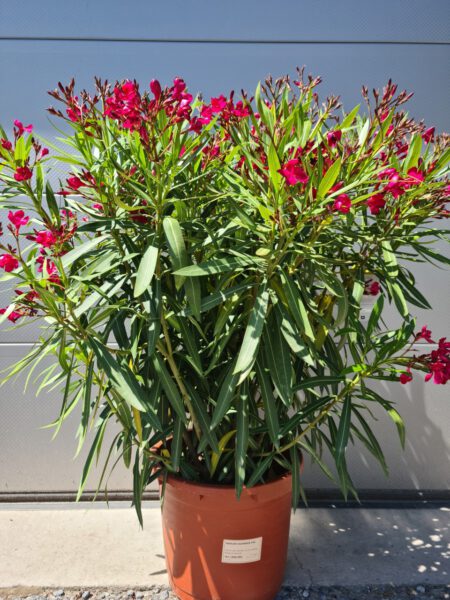 nerium oleander groot