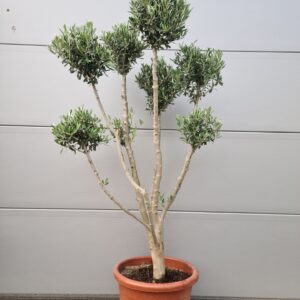 Olijfboom Olea Europaea Bonsai