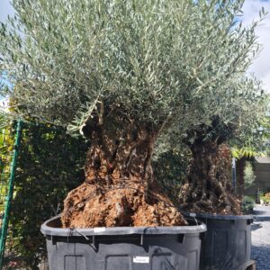 Olijfboom Olea Europaea Bonsai met oude grillige stam