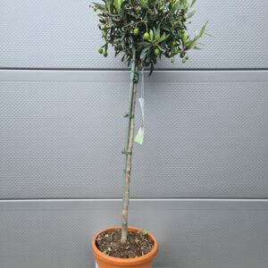 Olijfboom Olea Europaea