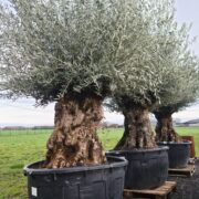 Olijf bonsai
