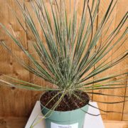 Yucca elata