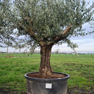 Olijfboom Olea Europaea