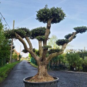 Olijfboom Olea Europaea pon pon