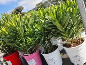 Nerium Oleander