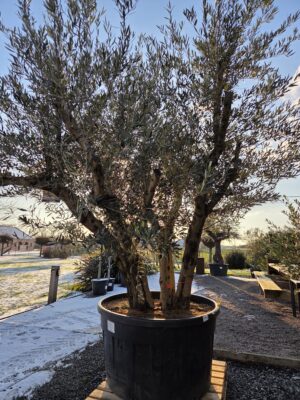 Olijfboom Olea Europaea - Meerstam