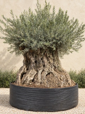 Prachtige oude Olijfboom bonsai - Eye Catcher