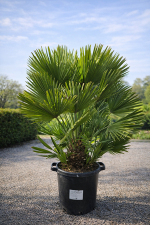 Europese dwergpalm - Chamaerops Humilis 'Siciliana'