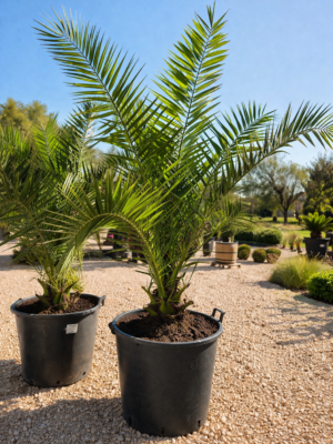 Phoenix Canariensis - Dadelpalm
