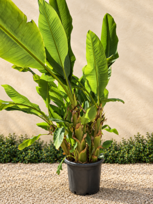 Musella Lasiocarpa meerstam - Chinese Lotusbanaan