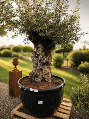 Olijfboom Olea Europaea Bonsai