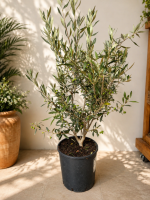 Olea Europaea struikvorm - Olijf struik