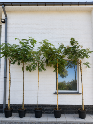 Albizia Julibrissin hoogstam - Perzische slaapboom - zijdeboom
