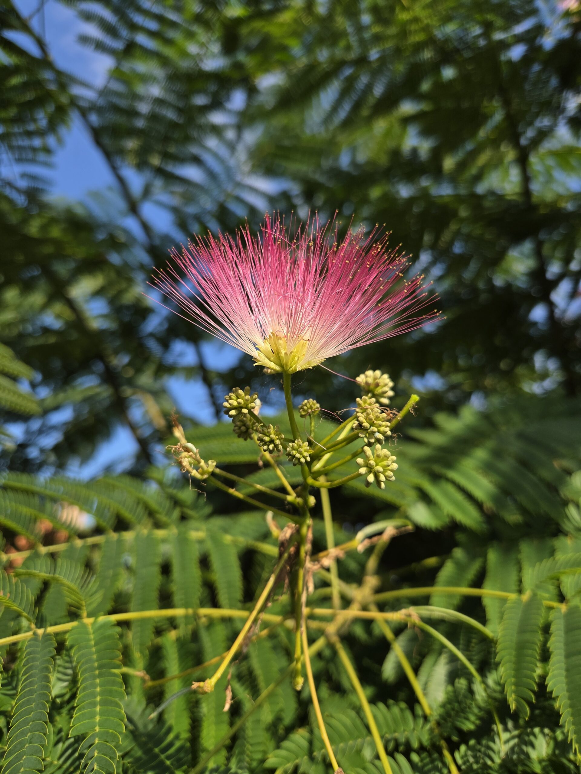 Albizia bloem