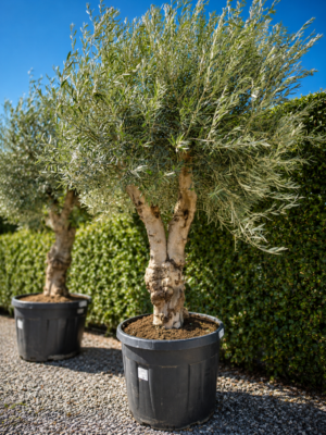 Olijfboom Olea Europaea mooi vertakt