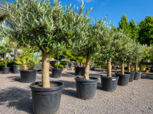 Terrasolijfboom - Olea Europaea