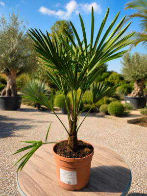 Palmboom Trachycarpus Wagnerianus - Wagner palm