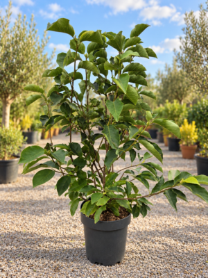 Magnolia Soulagneana - Gewone Magnolia