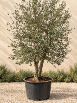 Olijfboom Sylvestris meerstam