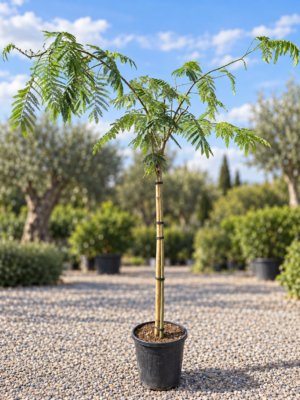 Albizia Jul. Ombrella halfstam 6/+