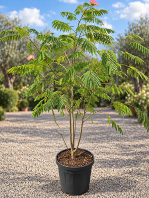 Albizia Jul. Ombrella meerstam - Perzische slaapboom meerstam