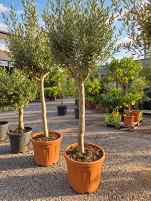 Olijfboom Olea Europaea
