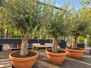 Olijfboom Olea Europaea in schaal