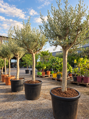 Olijfboom Olea Europaea mooi vertakt