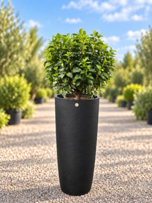 Portugese Laurier - Prunus Lus. Angustifolia