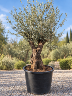 Olijfboom Olea Europaea Bonsai