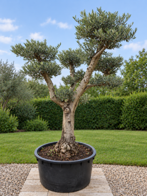 Olijfboom Olea Europaea Pon pon