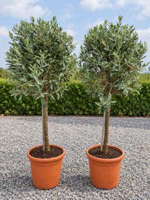 Olijfboom Olea Europaea - terrasolijfboom