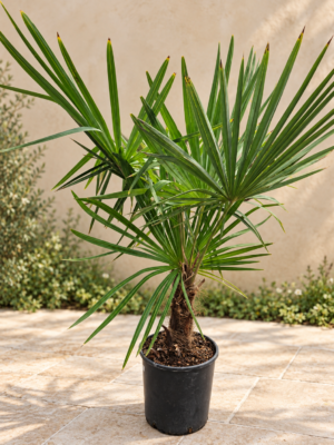 Palmboom Trachycarpus Fortunei