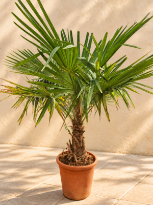 Palmboom trachycarpus Fortunei