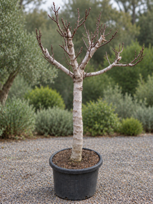 Vijgenboom Ficus Carica