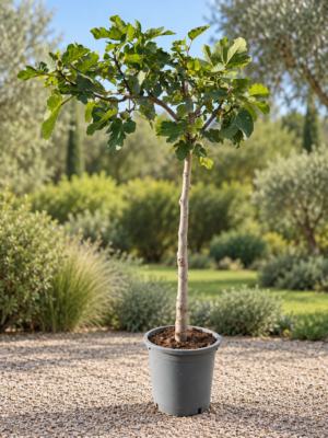 Vijgenboom Ficus Carica 'Dame Blanche'