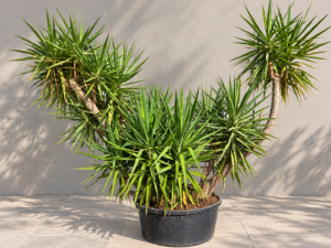 Yucca Jewel meerstam - uniek exemplaar