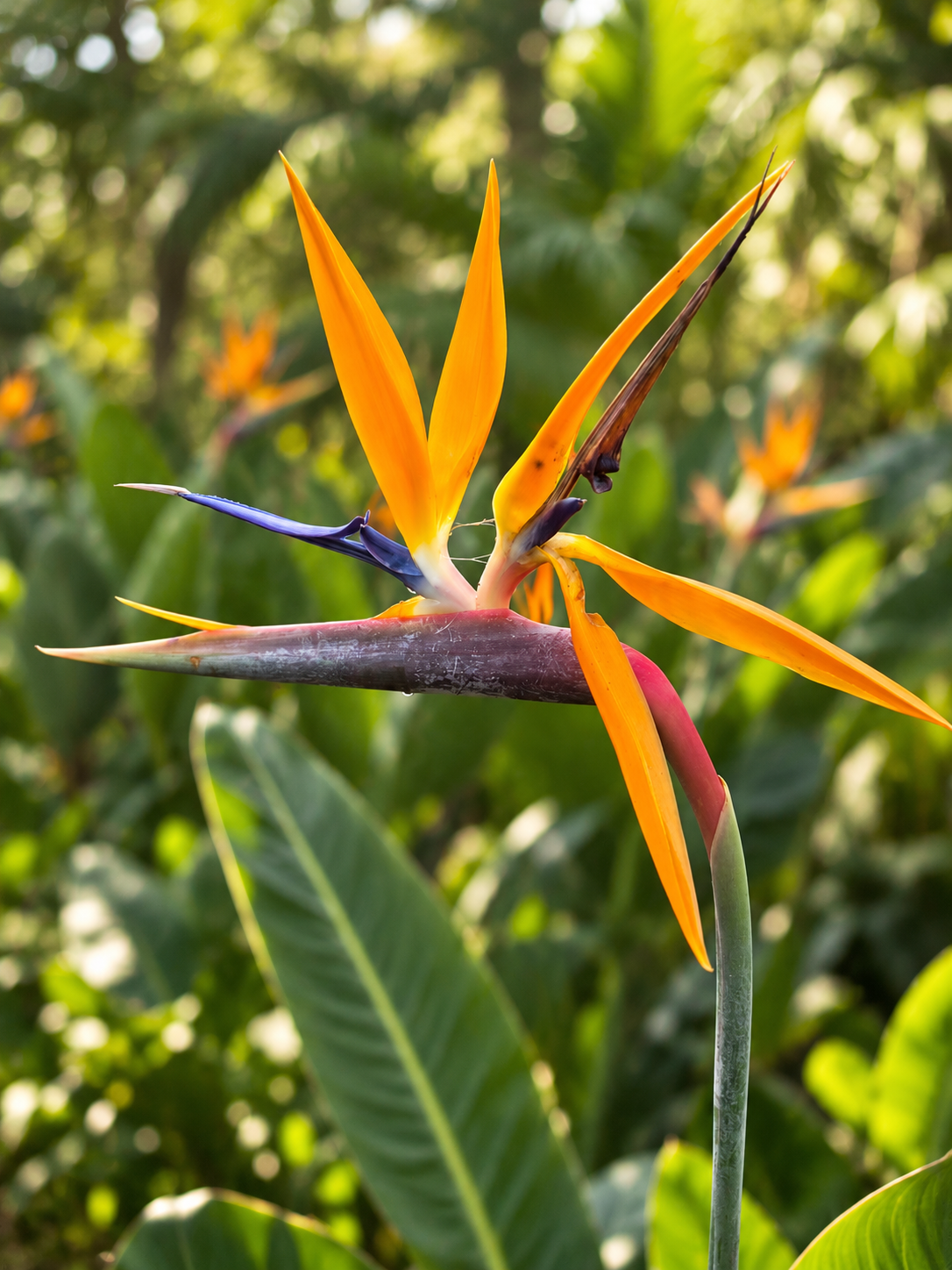 bloem strelizia