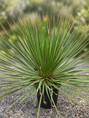 Dasylirion Serratifolium - Grasboom