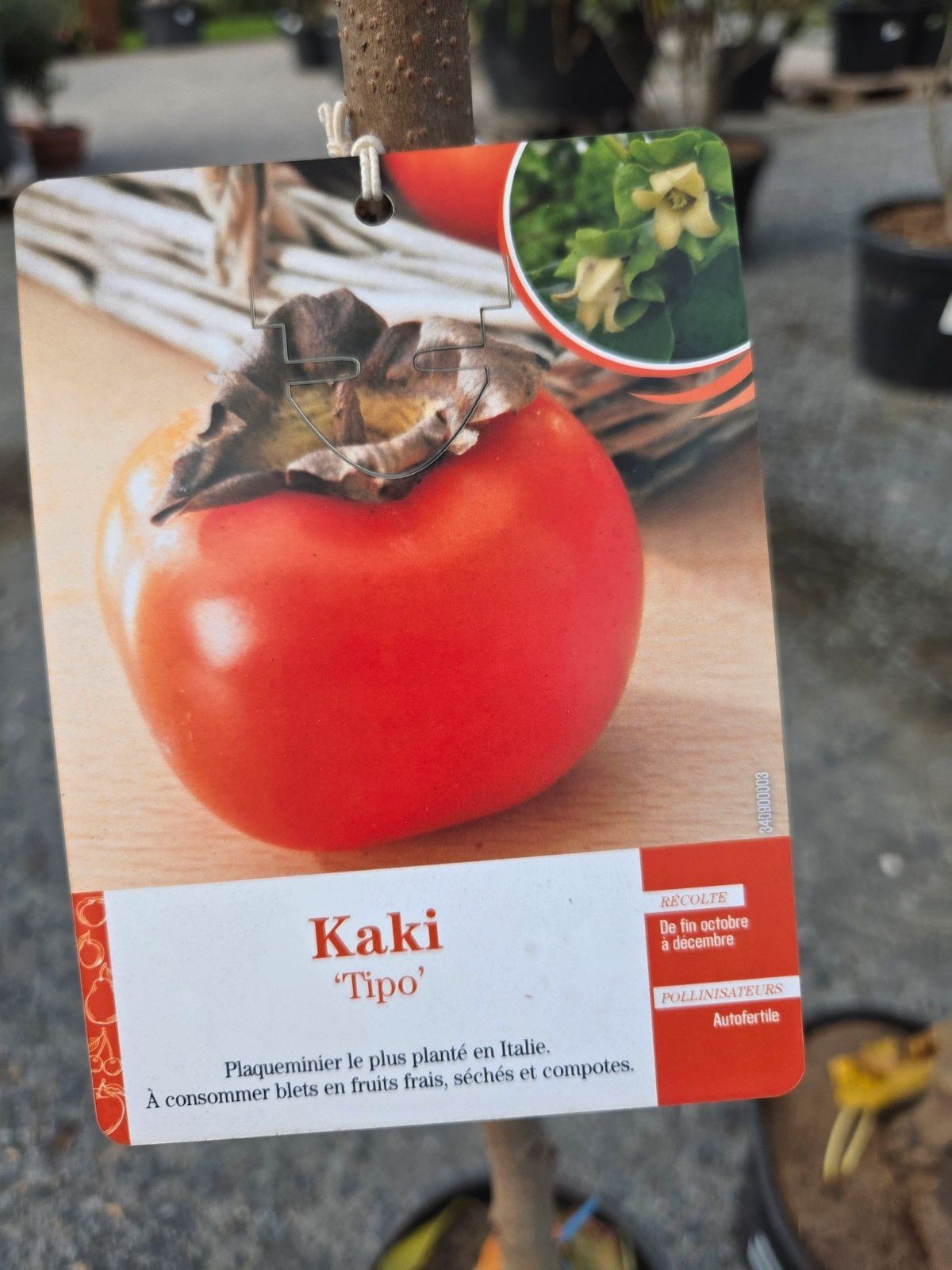 kaki rood