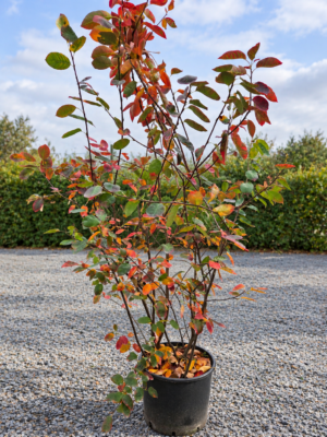 Amelanchier Lamarckii - Krentenboommeerstam