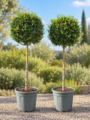 Ligustrum Delavayanum