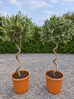 Olijfboom Olea Europaea spiraal stam