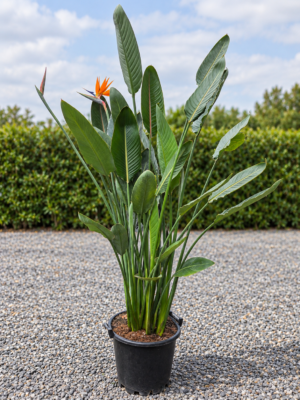 Strelizia Reginae - Paradijsvogelbloem