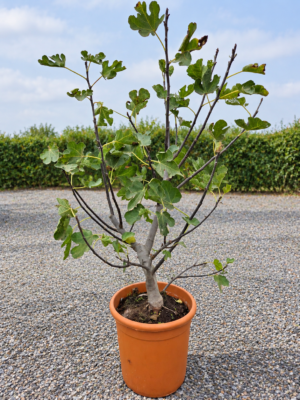 Vijgenstruik - Ficus Carica 'Ronde de Bordeaux'